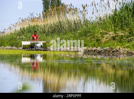 (180522) -- ILI, May 22, 2018 -- A farmer plants rice seedlings in a field at Tuohaiyi Village of Chapchal Sibo Autonomous County under Ili Kazakh Autonomous Prefecture, northwest China s Xinjiang Uygur Autonomous Region, May 21, 2018. ) (ly) CHINA-XINJIANG-ILI-AGRICULTURE(CN) HuxHuhu PUBLICATIONxNOTxINxCHN Stock Photo