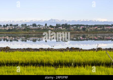 (180522) -- ILI, May 22, 2018 -- Aerial photo taken on May 21, 2018 shows paddy fields at Tuohaiyi Village of Chapchal Sibo Autonomous County under Ili Kazakh Autonomous Prefecture, northwest China s Xinjiang Uygur Autonomous Region. ) (ly) CHINA-XINJIANG-ILI-AGRICULTURE(CN) HuxHuhu PUBLICATIONxNOTxINxCHN Stock Photo