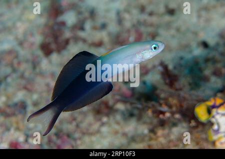 Twotone Dartfish, Ptereleotris evides, Blue Magic dive site, Mioskon, Dampier Strait, Raja Ampat, West Papua, Indonesia Stock Photo
