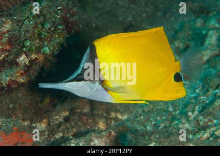 Forcepsfish, Forcipiger flavissimus, Pyramids dive site, Amed, Karangasem, Bali, Indonesia Stock Photo