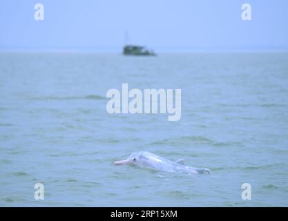 (180611) -- QINZHOU, June 11, 2018 -- A Chinese white dolphin sports in the Sanniangwan sea area in Qinzhou City, south China s Guangxi Zhuang Autonomous Region, June 10, 2018. ) (lb) CHINA-GUANGXI-WILD ANIMAL-DOLPHIN (CN) ZhouxHua PUBLICATIONxNOTxINxCHN Stock Photo
