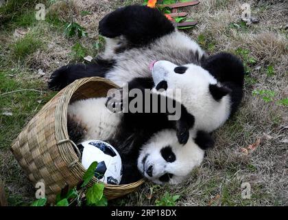 (180617) -- BEIJING, June 17, 2018 -- Giant pandas less than one year old take part in a football-themed party at the Shenshuping base of the Wolong giant panda protection and research center in southwest China s Sichuan Province June 10, 2018. ) XINHUA PHOTO WEEKLY CHOICES ZhangxChaoqun PUBLICATIONxNOTxINxCHN Stock Photo