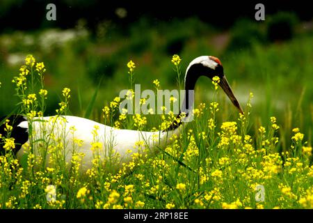 (180617) -- BEIJING, June 17, 2018 -- A red-crowned crane walks at the Zhangye National Wetland Park in Zhangye, northwest China s Gansu Province, June 11, 2018. ) XINHUA PHOTO WEEKLY CHOICES ChenxLi PUBLICATIONxNOTxINxCHN Stock Photo