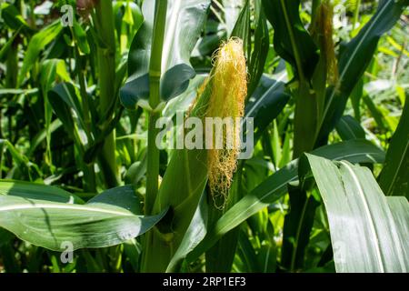 Sweet corn also called sweetcorn, sugar corn and pole corn, is a variety of corn grown for human consumption with a high sugar content. Stock Photo