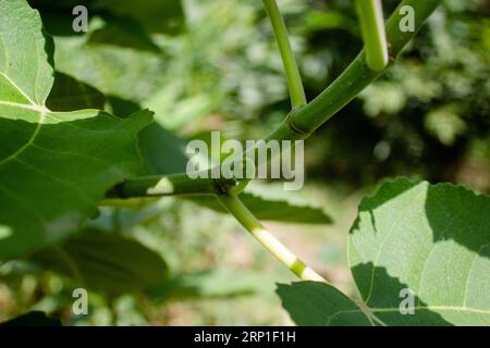 fig plant is a small deciduous tree or large shrub growing up to 7–10 m (23–33 ft) tall, with smooth white bark. Its large leaves have three to five Stock Photo