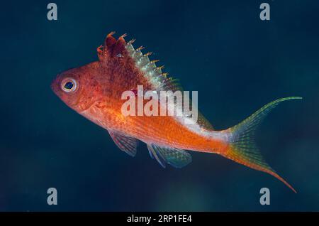 Lyretail Hawkfish, Cyprinocirrhites polyactis, with parasitic Spiral Copepod, Cardiodectis sp, with spiral egg case, Sedam dive site, Amed, Karangasem Stock Photo