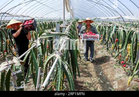 (180714) -- CHANGXING, July 14, 2018 -- Farmers take the freshly picked dragon fruits out of the greenhouse at a dragon fruit planting base in Changxing County, east China s Zhejiang Province, July 14, 2018. In the past two years, the local government has adopted poverty-alleviation measures including establishing industrial bases, introducing agricultural technologies, promoting online business and rural tourism to help farmers increase their incomes. ) (hxy) CHINA-ZHEJIANG-CHANGXING-POVERTY ALLEVIATION (CN) XuxYu PUBLICATIONxNOTxINxCHN Stock Photo