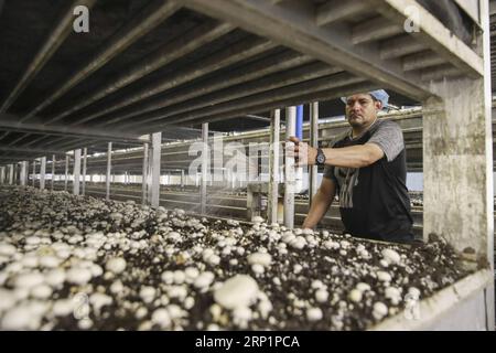 (180718) -- PENNSYLVANIA, July 18, 2018 -- A worker spays water for mushrooms at the farm of Pietro Industries in Chester County in Pennylvania, the United States, July 9, 2018. While U.S. President Donald Trump sees an economic enemy in China, the northeastern U.S. county of Chester in Pennylvania sees an economic partner. TO GO WITH Feature: U.S. partnerships with China mushroom despite trade frictions ) (zcc) U.S.-PENNSYLVANIA-CHESTER COUNTY-CHINA-TRADE WangxYing PUBLICATIONxNOTxINxCHN Stock Photo