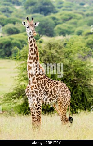 A giraffe stands in a vibrant green grassland, gazing directly at the camera with a questioning look Stock Photo