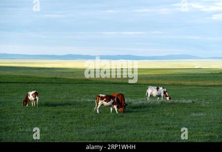 (180726) -- INNER MONGOLIA, July 26, 2018 (Xinhua) -- Cattle graze on a pairie in Xin Barag Zuoqi of Hulun Buir City, north China s Inner Mongolia Autonomous Region, July 25, 2018. The scenery of grasslands in eastern Inner Mongolia is picturesque due to abundant rainfalls in summer. (Xinhua/Ren Junchuan) CHINA-INNER MONGOLIA-GRASSLAND (CN) PUBLICATIONxNOTxINxCHN Stock Photo