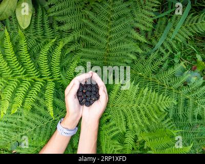 Female hands hold fresh blackberry. Mum hold berries in fern leaves. Offering showing fresh picking berries. Stock Photo