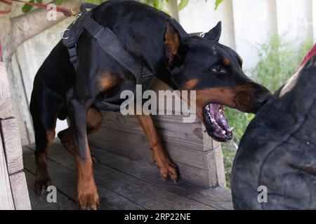 Angry Aggressive dog Doberman Pinscher grabs criminal s clothes. Service training. Bites clothes. Evil teeth Doberman Pinscher grin. Anger attack Evil Stock Photo Alamy