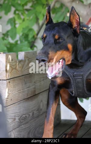 Angry Aggressive dog Doberman Pinscher grabs criminal's clothes. Service training. Bites clothes. Evil teeth Doberman Pinscher grin. Anger attack Evil Stock Photo