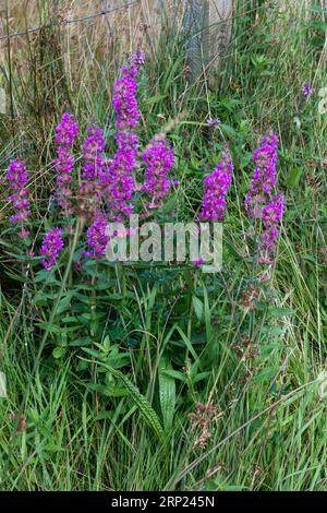 Invasive plant Purple Loosestrife, Lythrum salicaria, Lythraceae, Donegal, Ireland, Europe Stock Photo