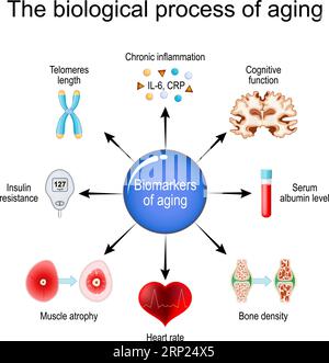 aging process. Frailty Biomarkers. Cellular senescence. Epigenetic clocks. Vector diagram Stock Vector