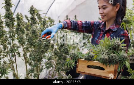 Woman pruning marijuana leaves in a marijuana greenhouse Using cannabis to make oil CBD. Cannabis farming for medical and commercial purposes. Stock Photo