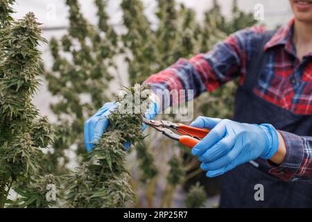 Woman pruning marijuana leaves in a marijuana greenhouse Using cannabis to make oil CBD. Cannabis farming for medical and commercial purposes. Stock Photo