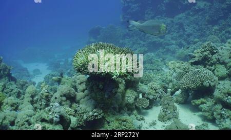 Bleached Hard Table Coral Acropora. Bleaching and death of corals from excessive seawater heating due to climate change and global warming. Decolored Stock Photo