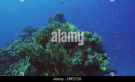 Beautiful tropical coral reef in coral garden in blue deep sea colorful fish swims around reefs, Red sea, Safaga, Egypt Stock Photo