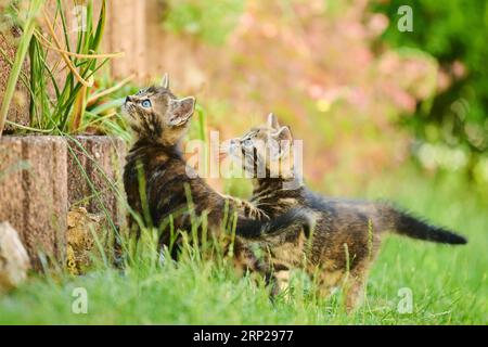 Bengal cat, domestic cat, kitten playing on a stone wall on a meadow, Bavaria, Germany Stock Photo