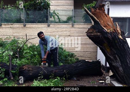 Man cuts down damaged tree after Hurricane Ian Stock Photo - Alamy