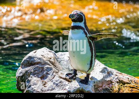 Northern rockhopper penguin (Eudyptes moseleyi), zoo, captive, Schoenbrunn, Vienna, Austria Stock Photo