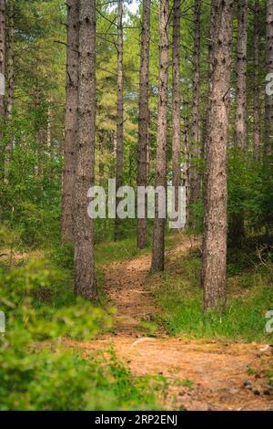 Small path through the pine forest in Kennemerland National Park, Zandvoort, Netherlands Stock Photo