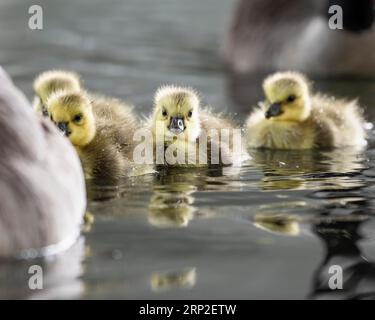 Canada goose (Branta canadensis), chick with water drop, close-up, swimming on the water one behind the other, Iserlohn, Germany Stock Photo
