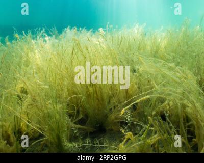 Dense underwater vegetation of Bulbous rush Stock Photo