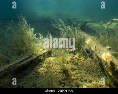 Bulbous rush plant growing underwater Stock Photo
