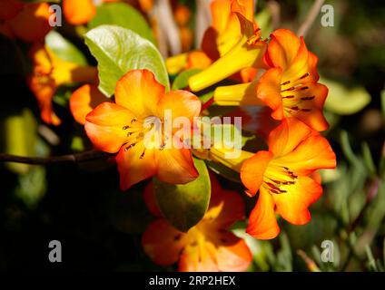 Group of bright yellow and orange flowers of Vireya rhododendron bush in sub-tropical Australian garden, Queensland. Shrub is native to SE Asia. Stock Photo