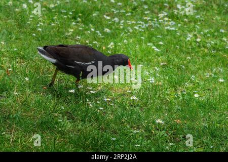 Common moorhen (Gallinula chloropus) Stock Photo