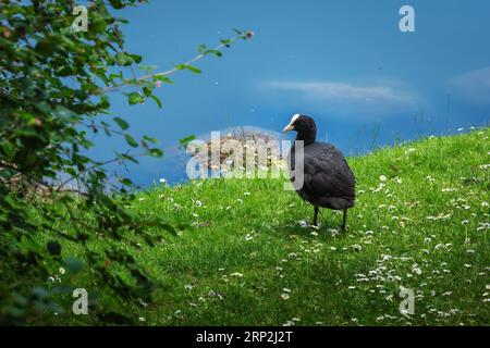 Eurasian coot (Fulica atra) Stock Photo