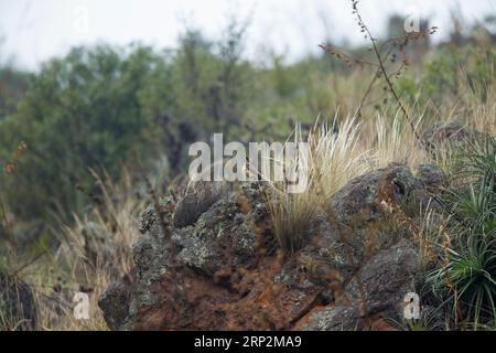 Andean flicker Colaptes rupicola, adult female perched on rocky hillside, Lake Huacarpay, Cusco, Peru, May Stock Photo