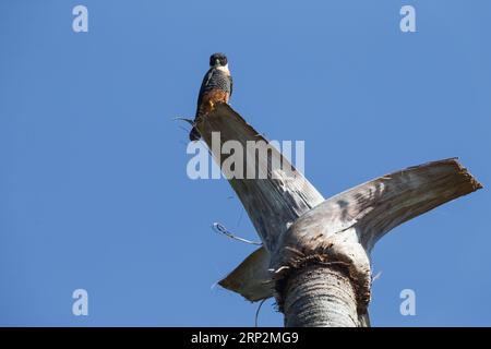 Bat falcon Falco rufigularis, adult male perched on top of palm tree, Tambopata National Reserve, Peru, May Stock Photo