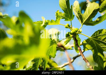 Ripe figs on a tree Stock Photo