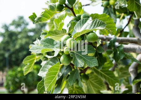 Ripe figs on a fig tree Stock Photo