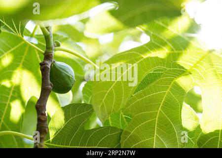 Ripe fig on a fig tree, Duesseldorf Stock Photo