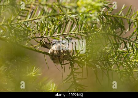 Green and white hummingbird Amazilia viridicauda, adult incubating in nest, Machu Picchu, Peru, May Stock Photo