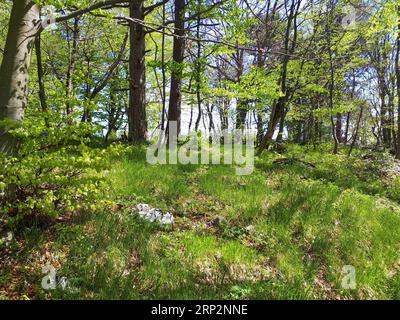 Common beech and scots pine forest at Trnovo Forest Plateau in Slovenia with sun shining on the grass covered ground Stock Photo