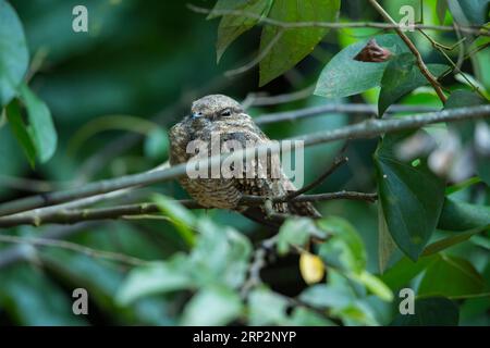 Ladder-tailed nightjar Hydropsalis climacocerca, roosting on branch, Inkaterra Hacienda Concepcion, Tambopata, Peru, May Stock Photo