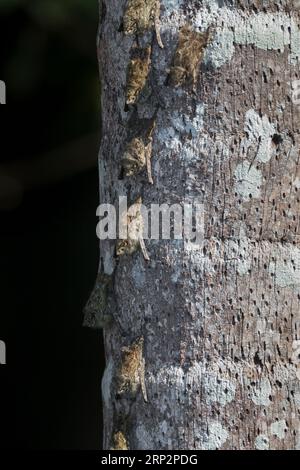 Proboscis bat Rhynchonycteris naso, roosting on tree trunk, Tambopata National Reserve, Peru, May Stock Photo