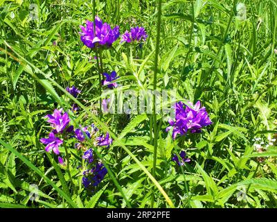 Purple blooming bristly bellflower (Campanula cervicaria) growing in tall grass Stock Photo