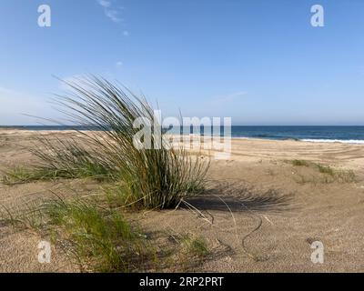 Beach plants blowing in the wind. Stock Photo