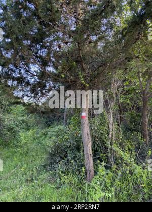 Tree marked with paint in the forest. Felling point mark for forestry workers Stock Photo