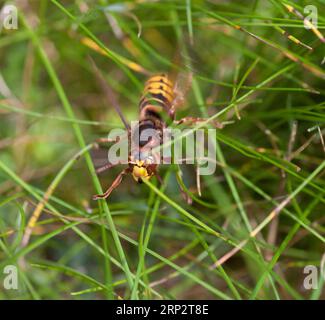 EUROPEAN HORNET Vespa crabro Stock Photo