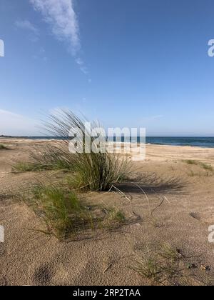 Beach plants blowing in the wind. Stock Photo