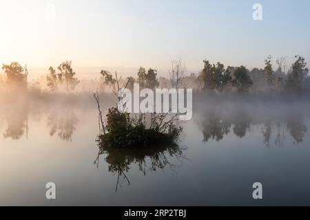 Bog lake, island, birch (Betula), birch family (Betulaceae), sunrise, fog, Pfrunger-Burgweiler Ried, Baden-Wuerttemberg, Germany Stock Photo