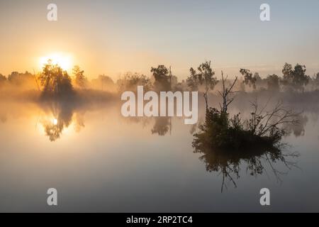 Bog lake, island, birch (Betula), birch family (Betulaceae), sunrise, fog, Pfrunger-Burgweiler Ried, Baden-Wuerttemberg, Germany Stock Photo