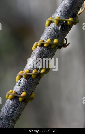 twining stem of Parasitic plant Dodder Stock Photo - Alamy